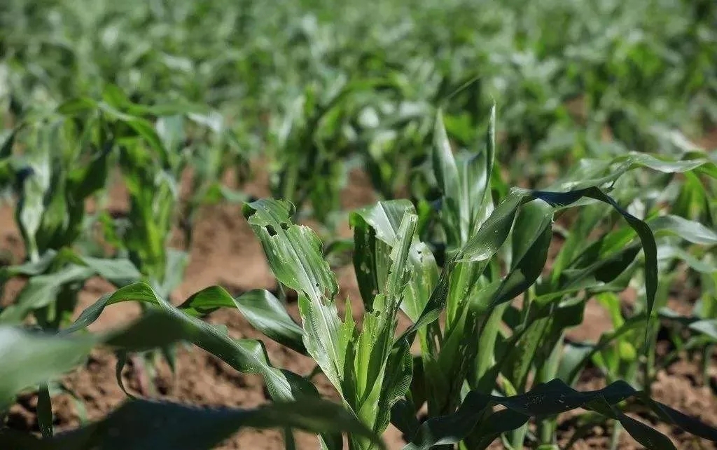 �ݵ�؝ҹ��Σ��